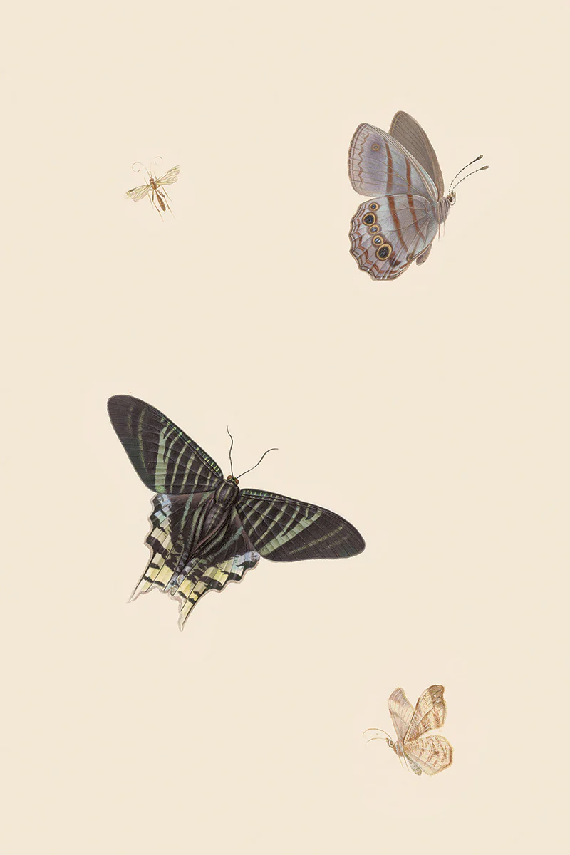 Butterflies I