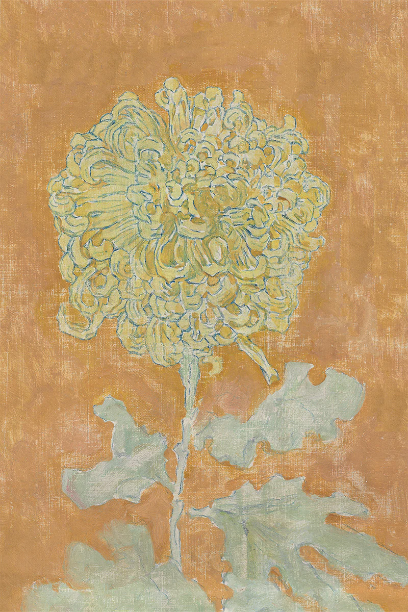 Chrysanthemum