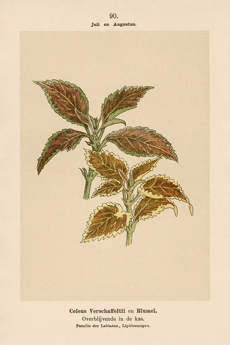 Dutch Botanicals III