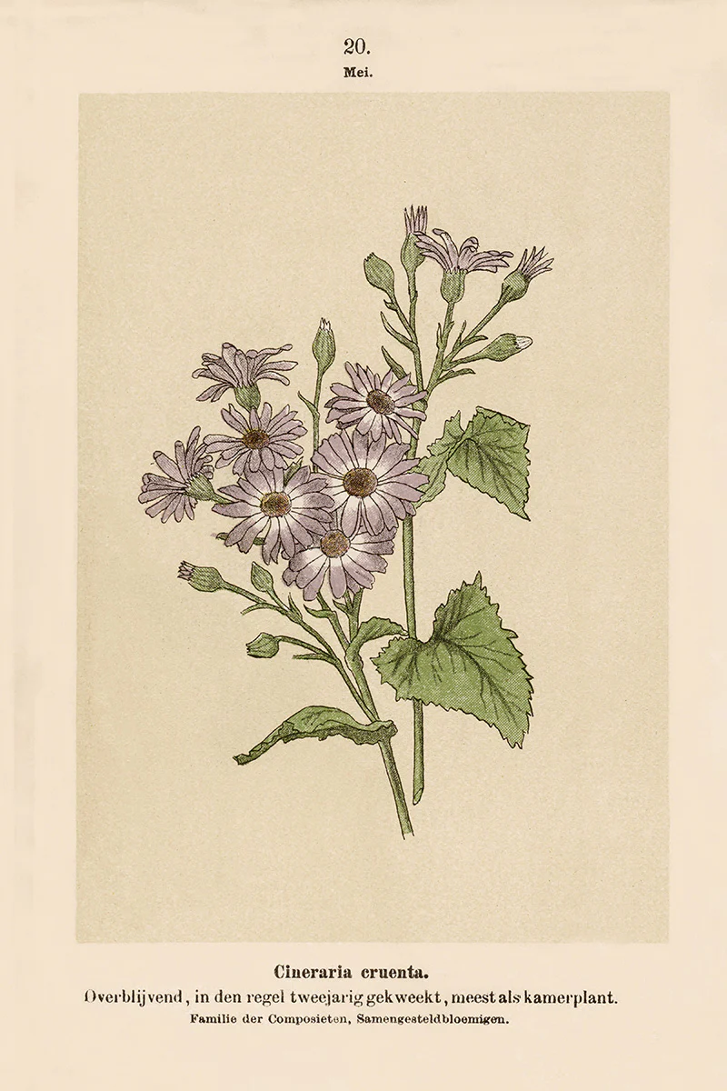 Dutch Botanicals IV