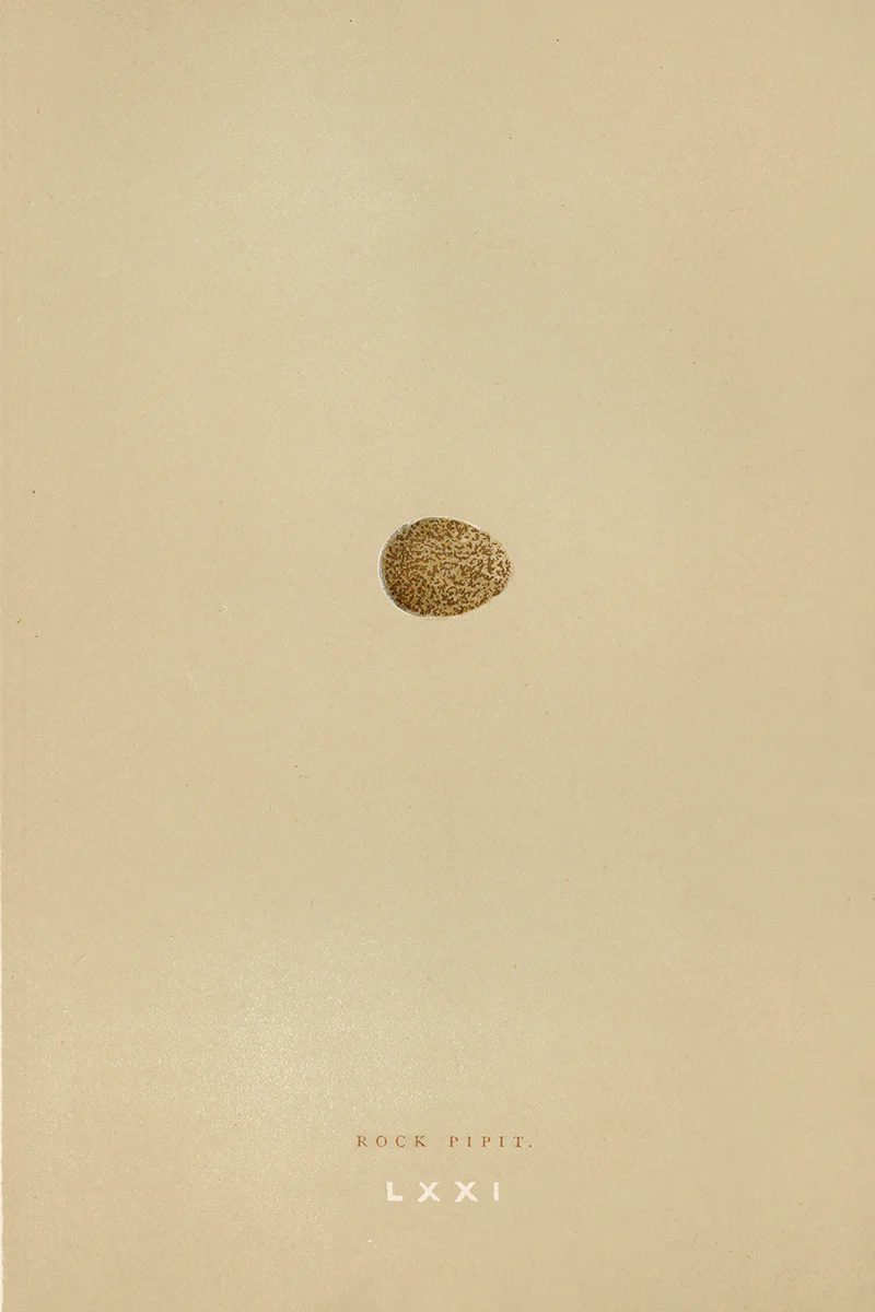 Eggs I