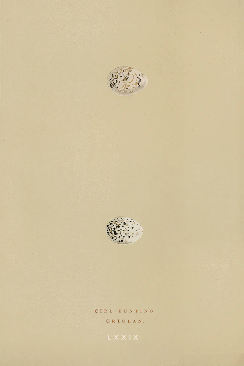 Eggs II