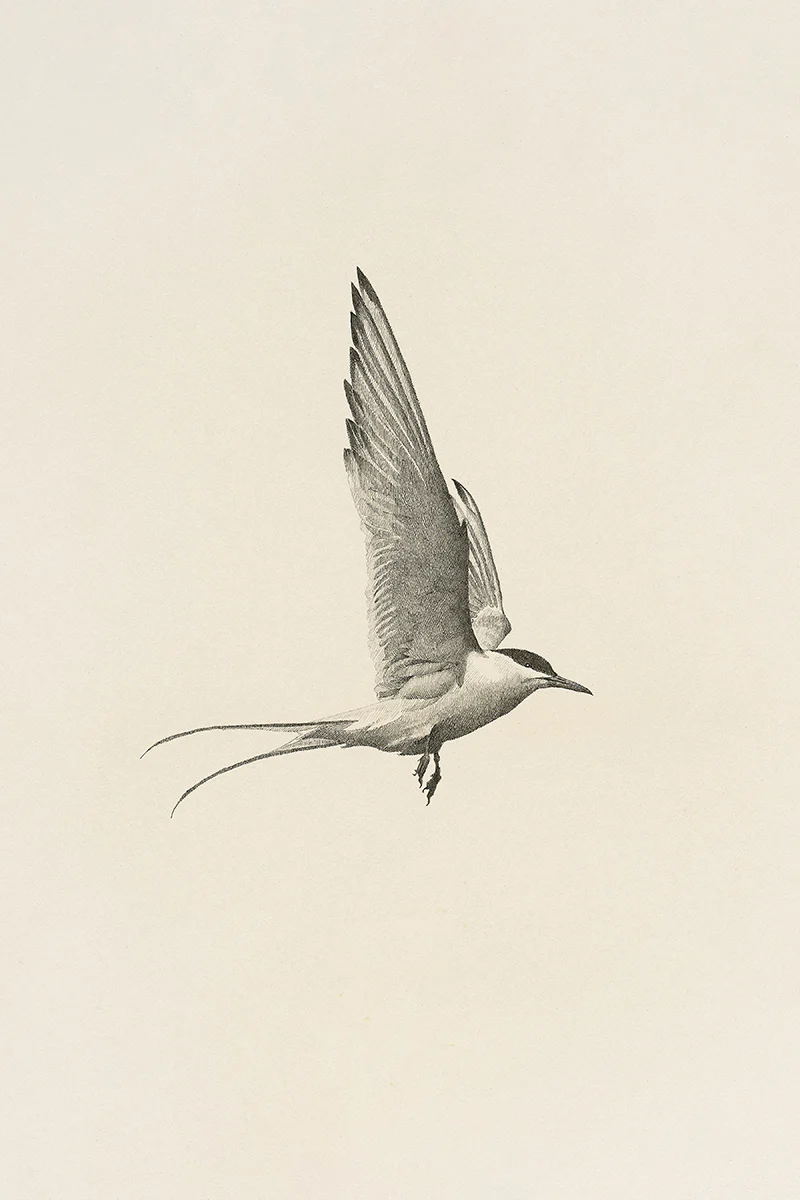 Flight