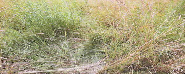 Grass - Image 2