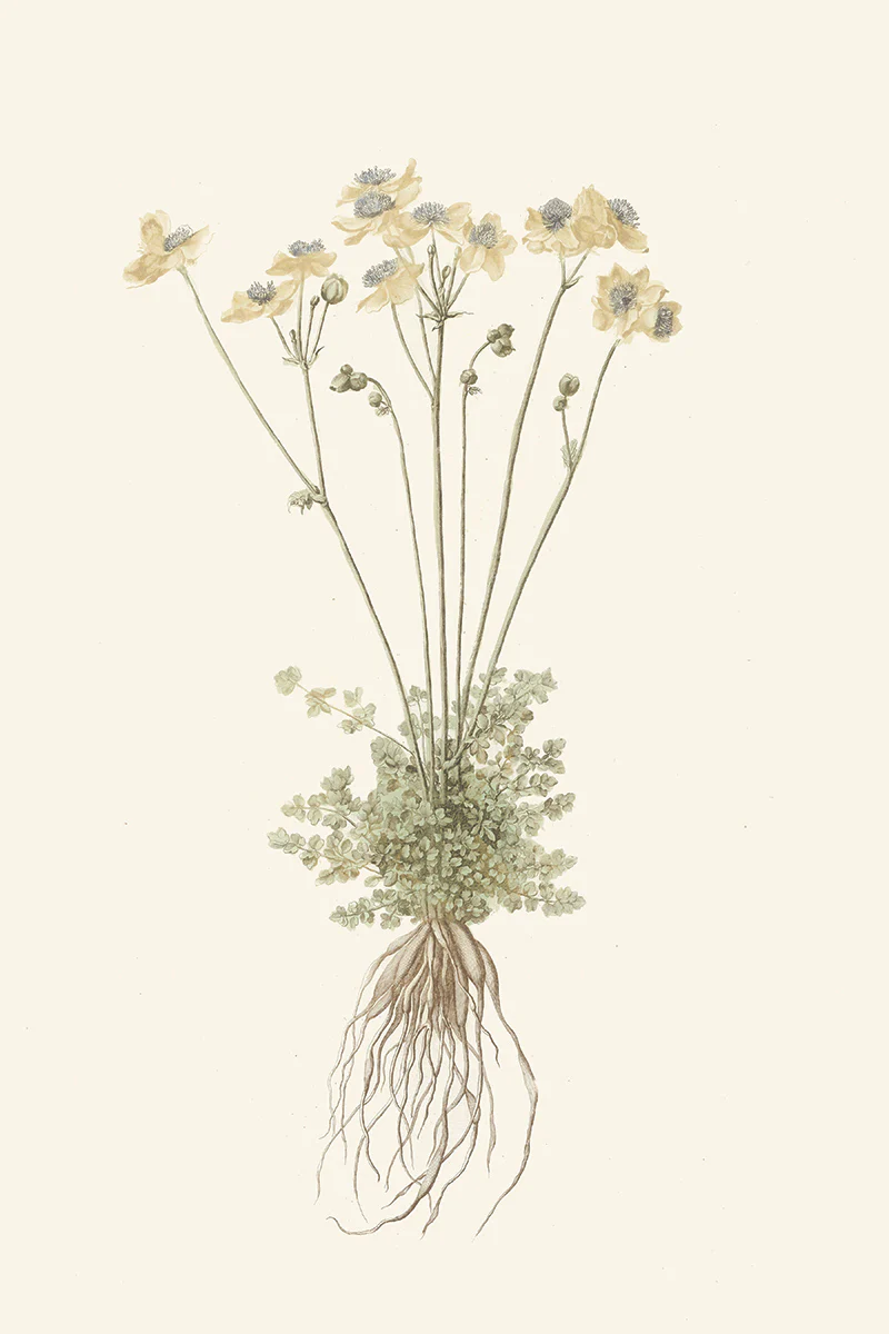 Honeysuckle II