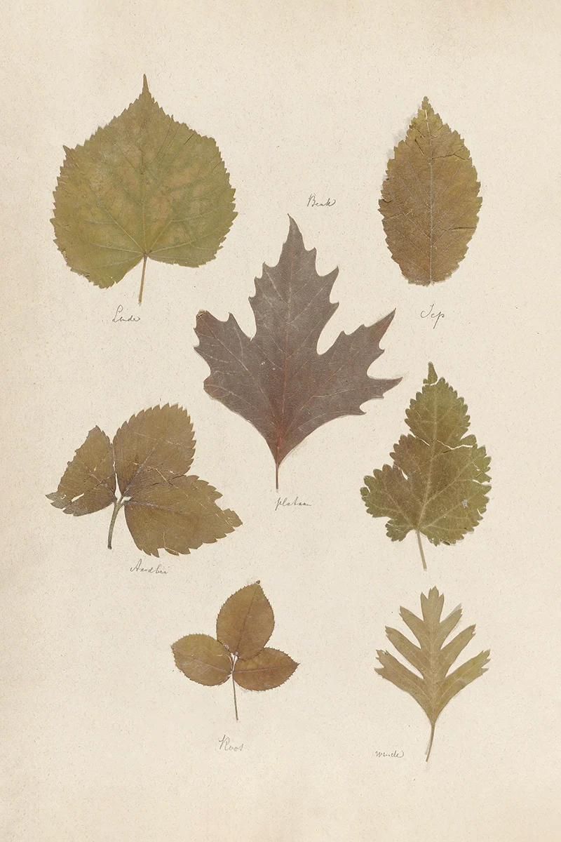 Leaves Pressing II