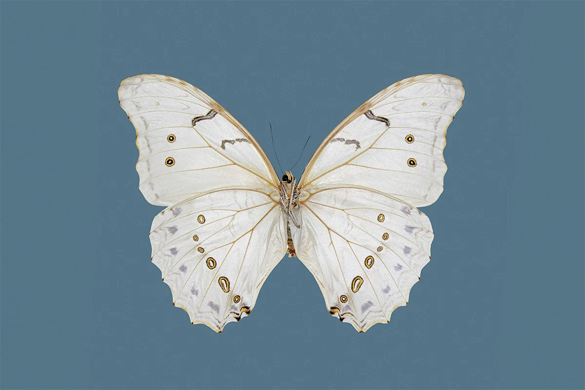 Mariposa