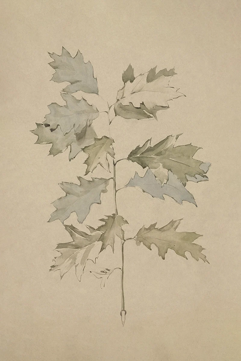 Oak Leaves