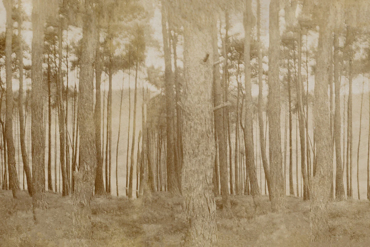 Sepia Trees II