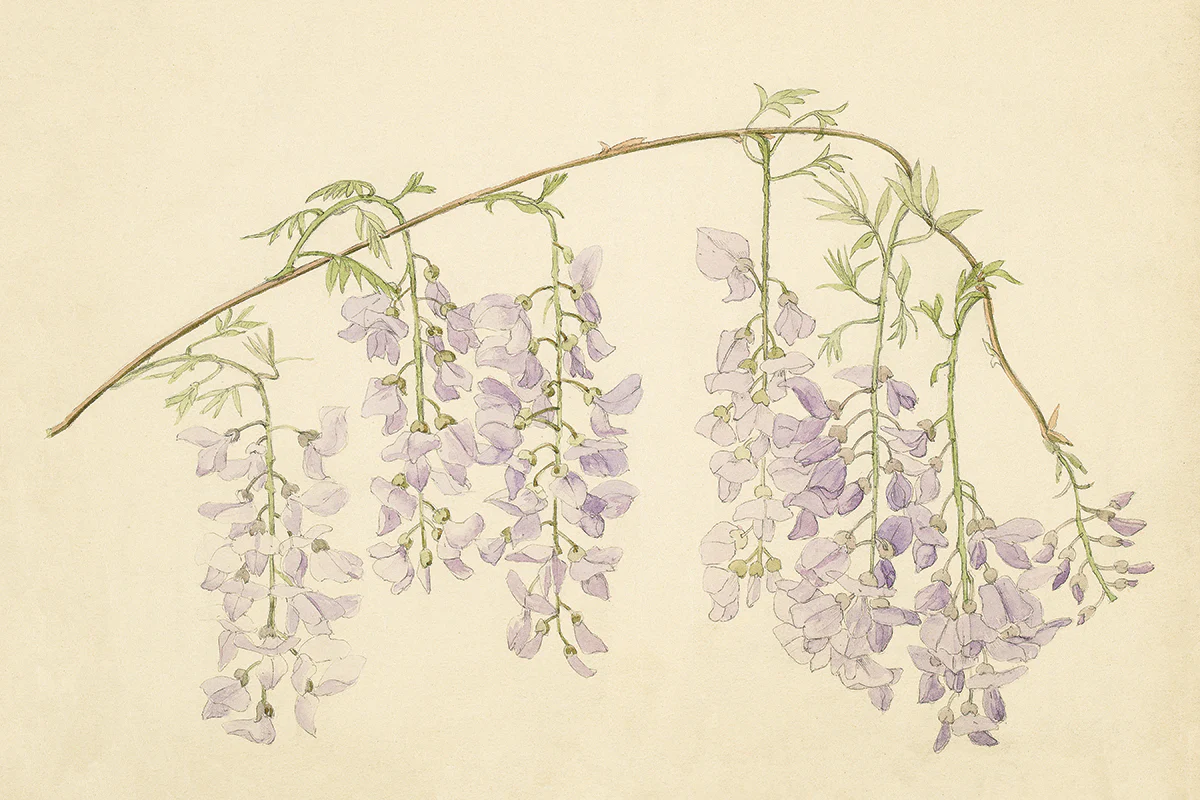 Wisteria