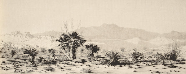 Yucca - Image 4